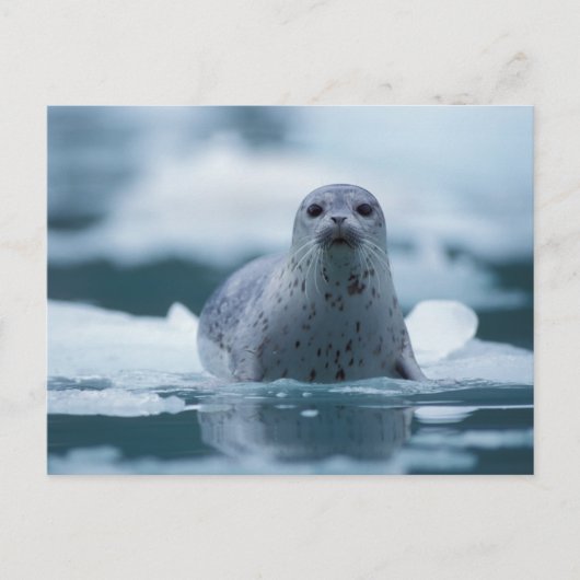 pacifische zeehond, Phoca vitulina richardsi Briefkaart (Voorkant)
