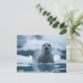 pacifische zeehond, Phoca vitulina richardsi Briefkaart (Staand voorkant)