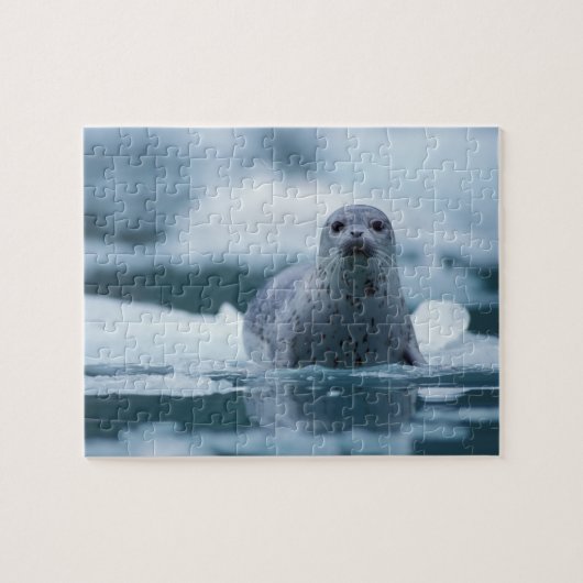 pacifische zeehond, Phoca vitulina richardsi Legpuzzel (Horizontaal)