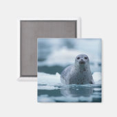 pacifische zeehond, Phoca vitulina richardsi Magneet (Voorkant / Achterkant)