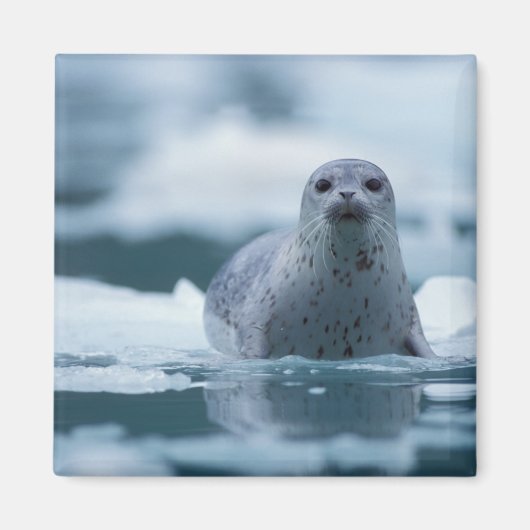 pacifische zeehond, Phoca vitulina richardsi Magneet (Voorkant)