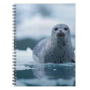 pacifische zeehond, Phoca vitulina richardsi Notitieboek