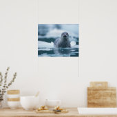 pacifische zeehond, Phoca vitulina richardsi Poster (Keuken)
