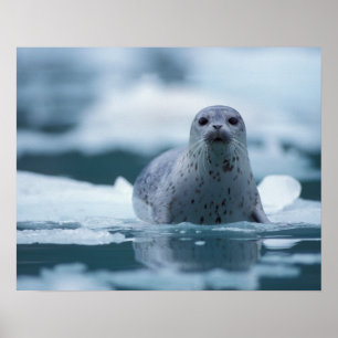 pacifische zeehond, Phoca vitulina richardsi Poster