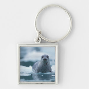 pacifische zeehond, Phoca vitulina richardsi Sleutelhanger
