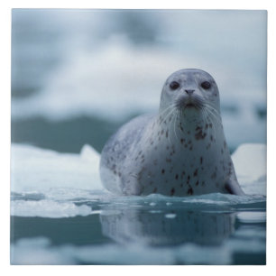 pacifische zeehond, Phoca vitulina richardsi Tegeltje