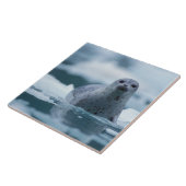 pacifische zeehond, Phoca vitulina richardsi Tegeltje (Zijkant)