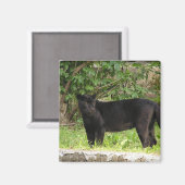 Pacing Panther Magnet (Voorkant / Achterkant)