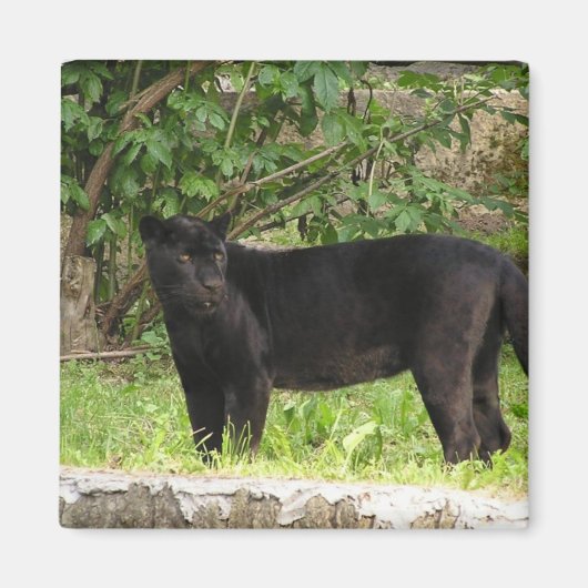 Pacing Panther Magnet (Voorkant)