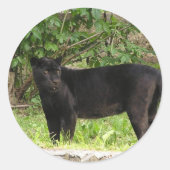 Pacing Panther Stickers (Voorkant)