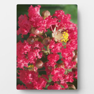 Pack met Easel The Red Crepe Myrtle Bloom Fotoplaat