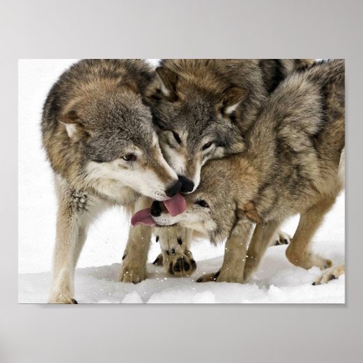 Pack of wolves poster (Voorkant)