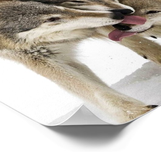 Pack of wolves poster (Hoek)