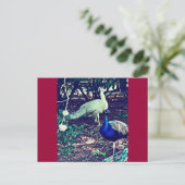 packs briefkaart (Staand voorkant)