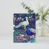  packs briefkaart (Staand voorkant)