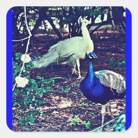  packs vierkante sticker (Voorkant)