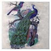  pacock met vogel tegeltje (Voorkant)