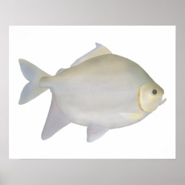 Pacu Murutinga Poster