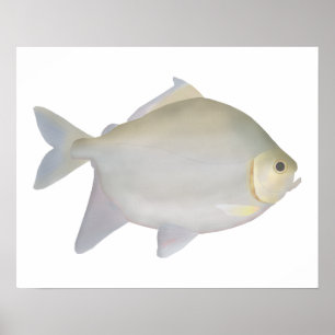 Pacu Murutinga Poster