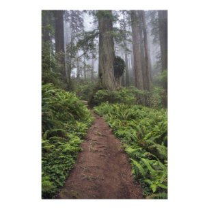 Pad door de reusachtige sequoia's gehuld 2 foto afdruk