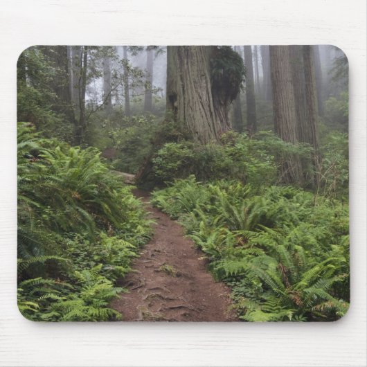 Pad door de reusachtige sequoia's gehuld 2 muismat (Voorkant)