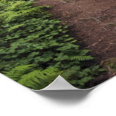 Pad door de reusachtige sequoia's gehuld 2 poster (Hoek)