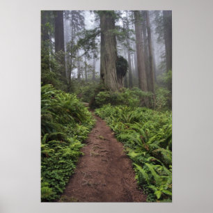 Pad door de reusachtige sequoia's gehuld 2 poster