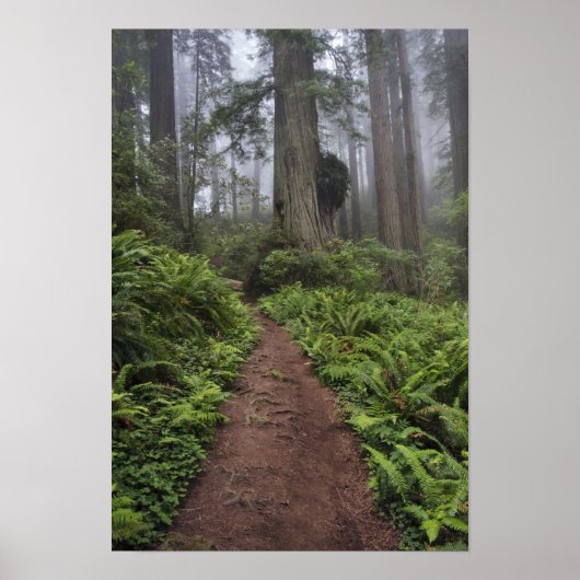 Pad door de reusachtige sequoia's gehuld 2 poster (Voorkant)