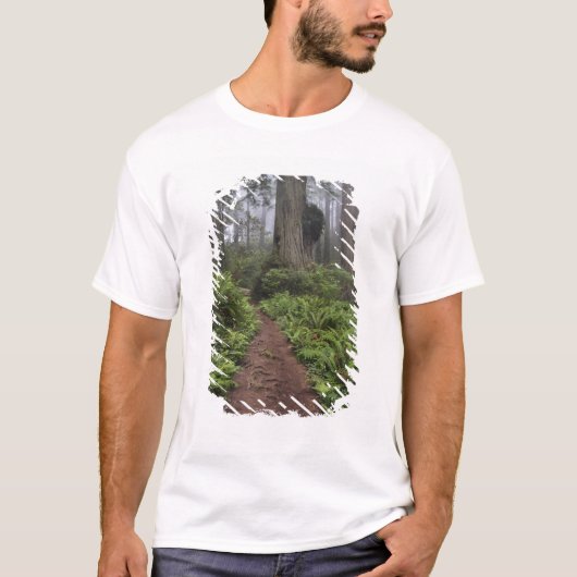 Pad door de reusachtige sequoia's gehuld 2 t-shirt (Voorkant)