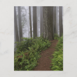 Pad door de reusachtige sequoia's gehuld briefkaart