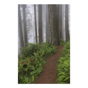 Pad door de reusachtige sequoia's gehuld foto afdruk