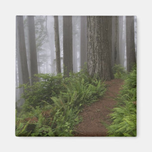 Pad door de reusachtige sequoia's gehuld magneet