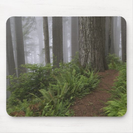 Pad door de reusachtige sequoia's gehuld muismat (Voorkant)