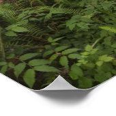 Pad door de reusachtige sequoia's gehuld poster (Hoek)