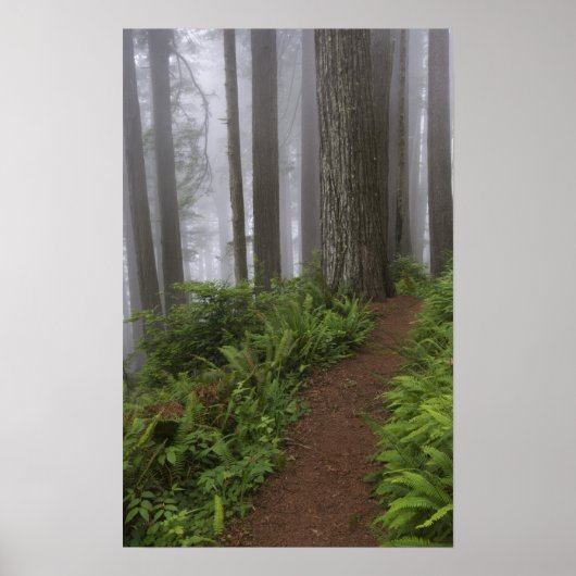 Pad door de reusachtige sequoia's gehuld poster (Voorkant)