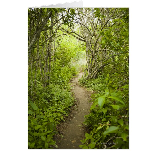 Pad door het bos (Voorkant)