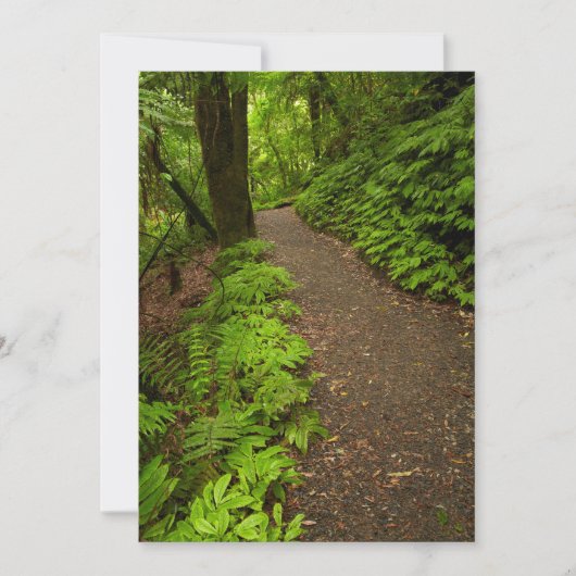 Pad door het bos bedankkaart (Voorkant)