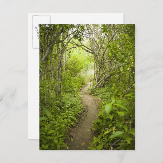 Pad door het bos briefkaart (Voorkant / Achterkant)