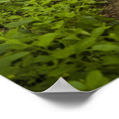 Pad door het bos poster (Hoek)