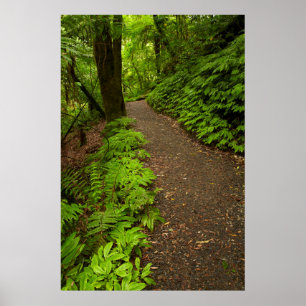 Pad door het bos poster