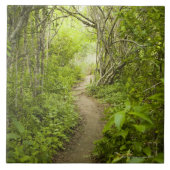 Pad door het bos tegeltje (Voorkant)