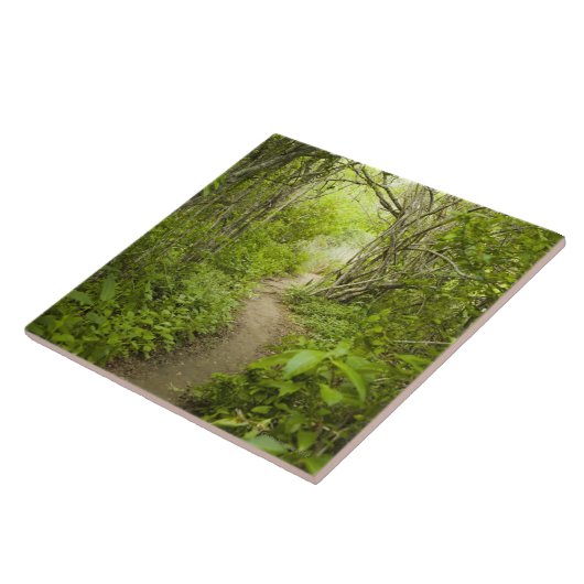 Pad door het bos tegeltje (Zijkant)