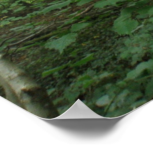 Pad door het Poster Groen bos (Hoek)