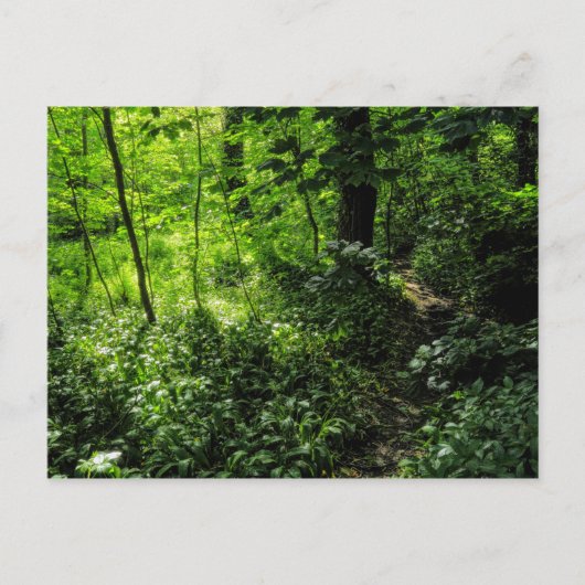 Pad in de Bossen Briefkaart (Voorkant)