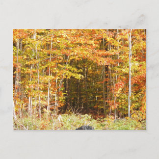 Pad in het Bos Adirondacks-gebergte Briefkaart