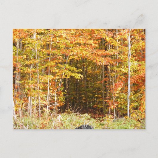 Pad in het Bos Adirondacks-gebergte Briefkaart (Voorkant)