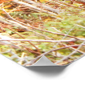 Pad in het Bos Adirondacks-gebergte Poster (Hoek)