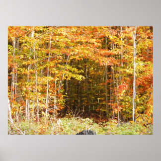 Pad in het Bos Adirondacks-gebergte Poster