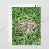 Pad in het Gras Briefkaart (Voorkant / Achterkant)