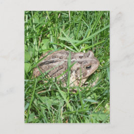 Pad in het Gras Briefkaart